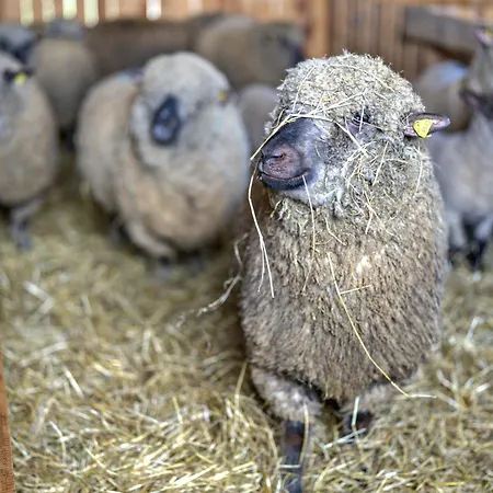 Vordere Alm شقة *